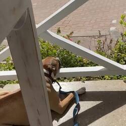 Archie is clearly used to the bush turkeys now