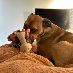 Archie happy to be back in a normal bed