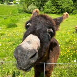 Juhu mal wieder ein Esel :)