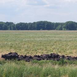 Sehr große Wasserbüffel Herde!