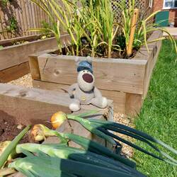 Mr Boofle was proud of his gardening at the Manor