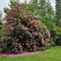 Azaleas in Hergest Croft Gardens