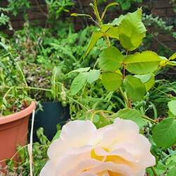 Hergect Croft Gardens roses