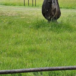 Hergect Croft Gardens sculpture