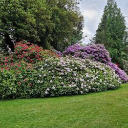 Azaleas in Hergest Croft Gardens