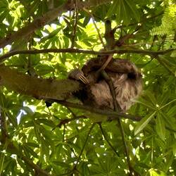 Faultier / Sloth