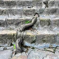 Root growing out of steps