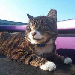 Happy 14th Birthday Abby. We got her a bluetooth tracker in case she absconded again!