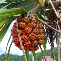 Screw palm