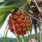 Screw palm