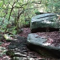 Les oiseaux de Miyajima