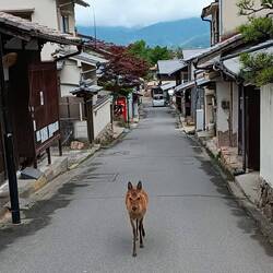 Adorable messager des dieux