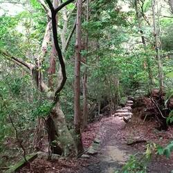 Les oiseaux de Miyajima