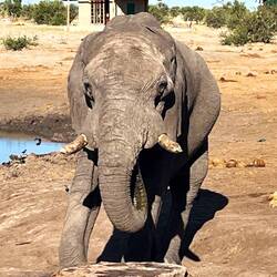 Das ist ein Photo aus Elephant Sands, aber das ist eine andere Geschichte.