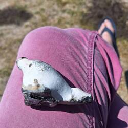 nur getäuscht; es ist ein Stein.