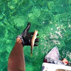 Der erste Famg, allerdings zu klein. Habe wir jetzt den Dreh raus?