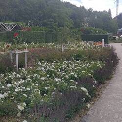 Park mit Rosen über Rosen in Coburg.