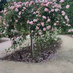 Wischen all den Rosen eine schöne Mittagspause gemacht.