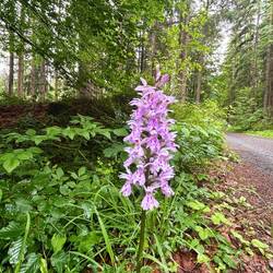 Geflecktes Knabenkraut