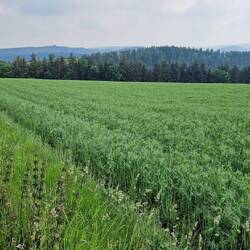 Not sure what this crop is any ideas?