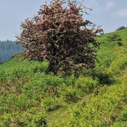 Another one of so many beautiful Hawthorn trees. This one on Herrock Hill