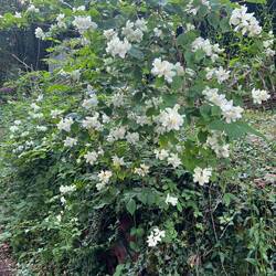 Fanulous bush, afain I do not know what it is