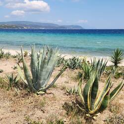 Don't see cactus next to water like this too often!