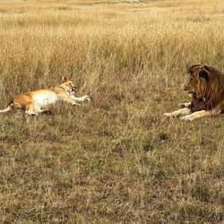 Waiting for the right moment.