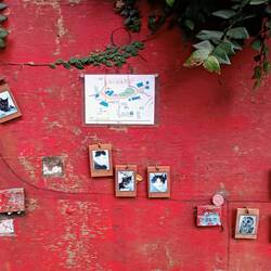 Recensement des chats de l'allée