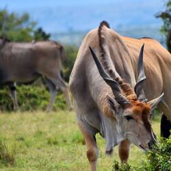 Elans are huge. The biggest antelope