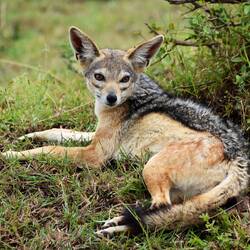 Jackals are tiny.
