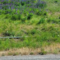 Und überall die Blumen an der Straße