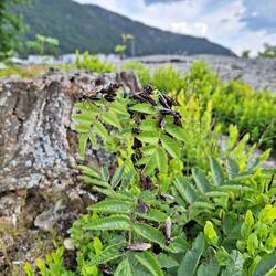 Flugameisen auf Brautschau