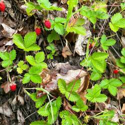 Der karnische Höhenweg ist sogar mit Verpflegung am Wegesrand