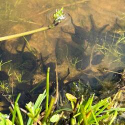 Wieder Tümpel voller Leben