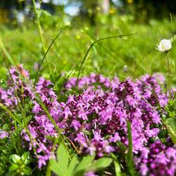 Wilder Thymian