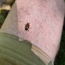 Insects I was plagued by all day. Anyone any idea what they are?