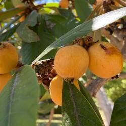 Loquat , also called Nespola