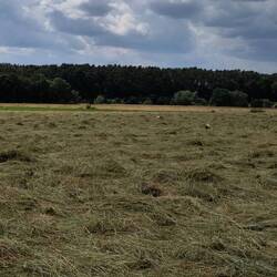 Wenn man das Bild größer zieht kann man die Störche erkennen. Zumindest ein paar. Waren min 20 Stück