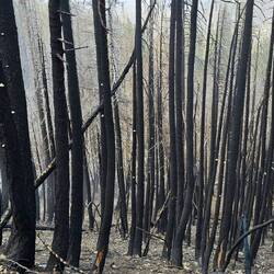 Once burnt forests everywhere