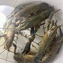 Night time red claw collection