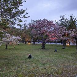 Le jardin avec des cerisiers