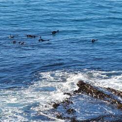 Seals playing around the rocks