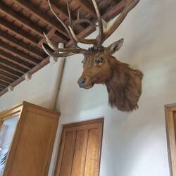 Pa this photo is for you. We talked about how you wanted to be a taxidermist.