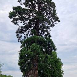 Huge tree on the campsite. Perhaps a giant redwood?