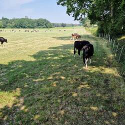 Cows vs Richard stand off