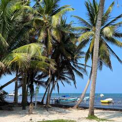 Strand ohne Braunalgen auf Caye Caulker 🌴