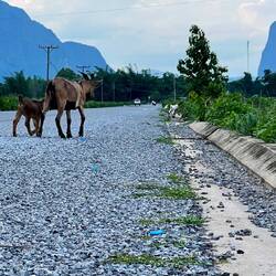 Die wollten sich nicht ablichten lassen und wurden beim weglaufen fast überfahren.👀😬
