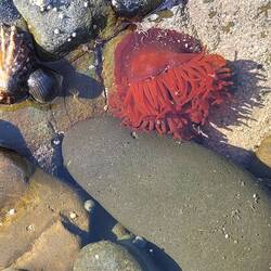 Tidepool