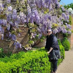 Beautiful wisteria and wife
